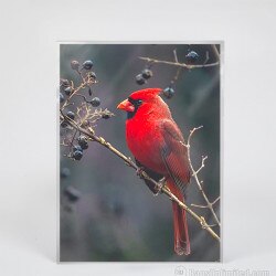 Polypropylene 8-1/2 x 11 Photo Slee